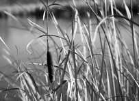 A cat tail waiting to release its' seeds against the wind in the Half Day forest preserve in Vernon Hills, IL.
